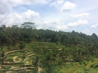 Rice Terraces