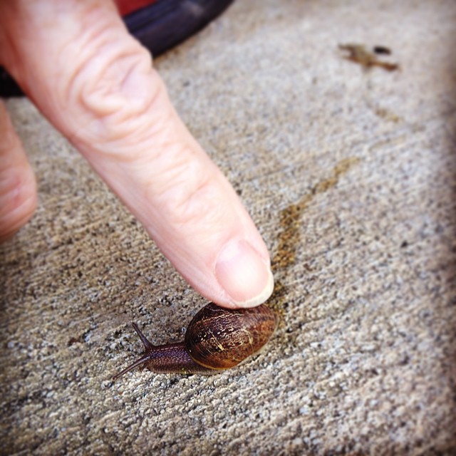 linda.snail